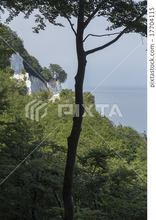 Tree and limestone Tree and limestone 17704115