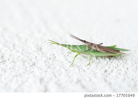 做棕色螞蚱鴿子，綠色螞蚱螞蚱 17705849