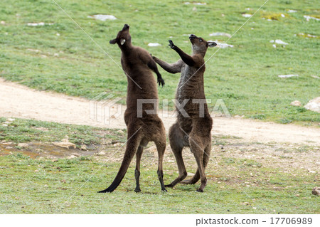 Two Male Kangaroo while fighting 17706989