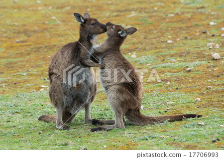 Mother Kangaroo while kissing its baby Mother Kangaroo while kissing its baby 17706993