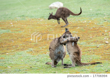 Mother Kangaroo while kissing its baby Mother Kangaroo while kissing its baby 17706994
