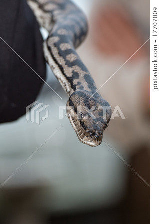 Python snake portrait hanging from man Python snake portrait hanging from man 17707009