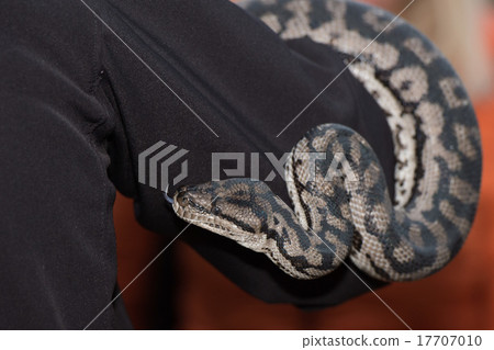 Python snake portrait hanging from man Python snake portrait hanging from man 17707010
