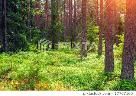 Rain forest in the morning 17707160