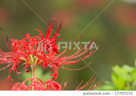 Cluster amaryllis Cluster amaryllis 17707255