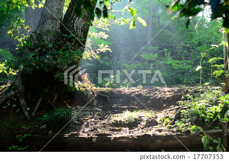 森林早晨陰霾 森林早晨陰霾 17707353