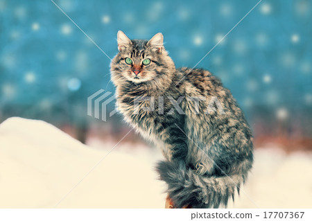 Siberian cat siting outdoors in winter at snowfall Siberian cat siting outdoors in winter at snowfall 17707367