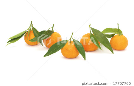 tangerine 17707760
