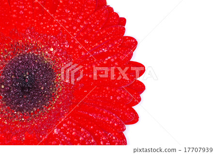 red gerbera flower 17707939