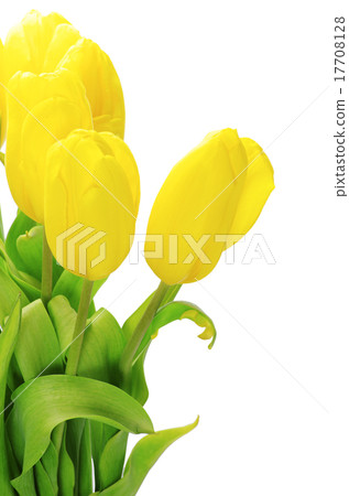 yellow tulips 17708128