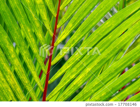 green leaf 17708146
