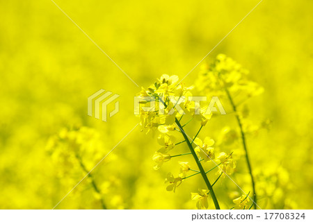 rape flower 17708324