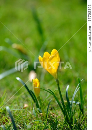 Akihisaki Crocus 17708391
