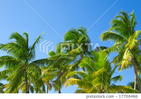 Palm tree 17708466