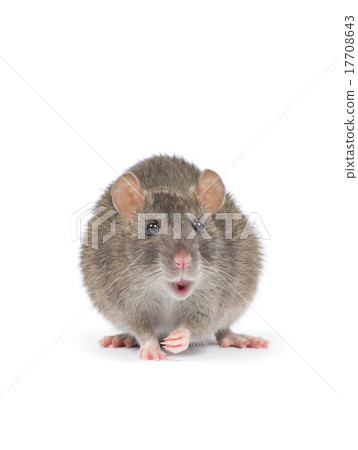 rat rat 17708643
