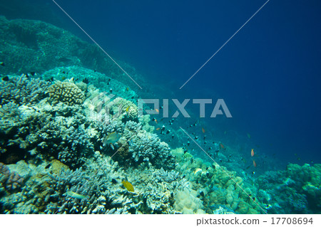 Coral reef 17708694