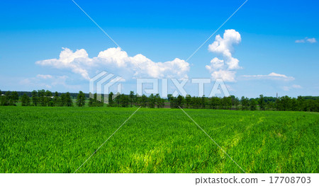field 17708703
