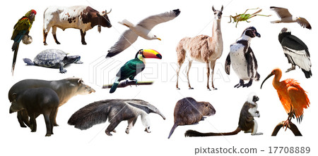 Set of South American animals. Isolated over white Set of South American animals. Isolated over white 17708889