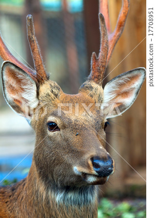 Head of Sika deer 17708951