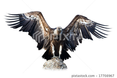 vulture sitting on stone. Isolated over white 17708967