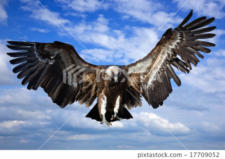 Flying griffin 17709052