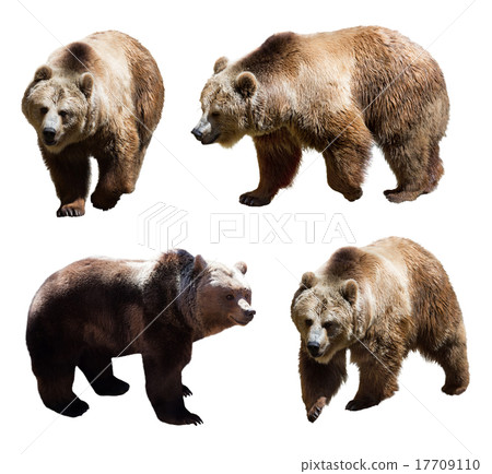 Set of four brown bears Set of four brown bears 17709110