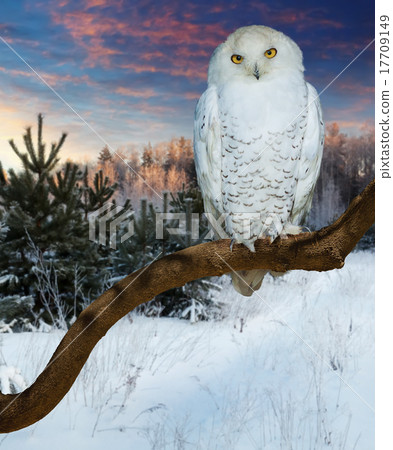 Sitting snowy owl at wildness 17709149