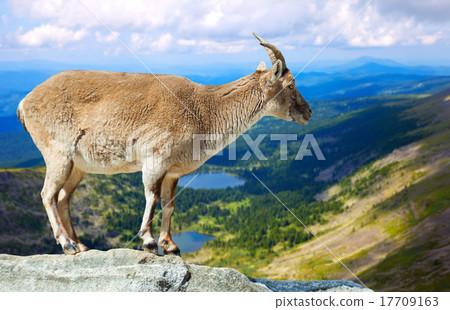 Standing muflon in wildness area Standing muflon in wildness area 17709163