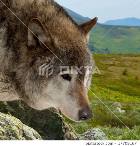 wolf against wildness area wolf against wildness area 17709167