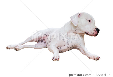 Dogo Argentino Dogo Argentino 17709192