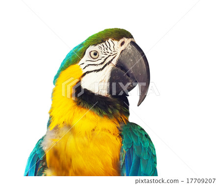 Head of macaw papagay 17709207