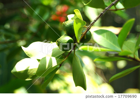 Banjirou Banjirou 17709690