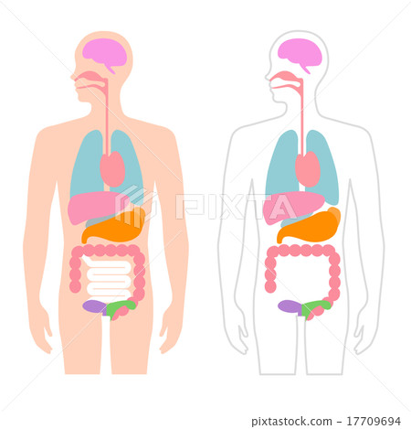 Human body organs illustration - Stock Illustration [17709694] - PIXTA