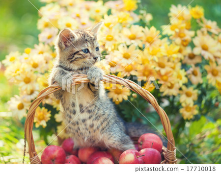 Little kitten in a basket with red apples 17710018