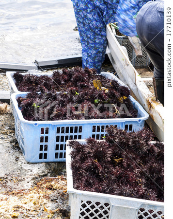 Liberation of sea urchins 17710139