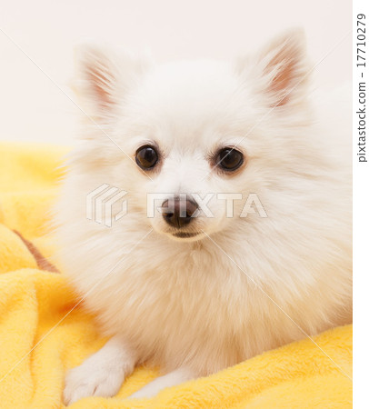 White German Spitz Small   17710279