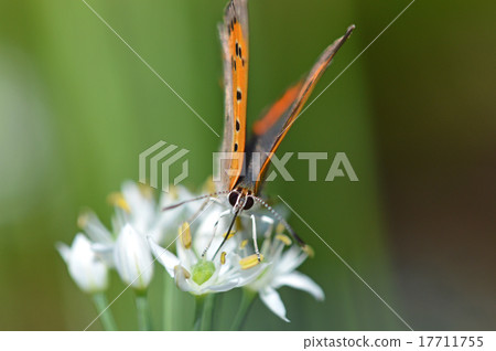 Nilanohana和Bennisimi 17711755