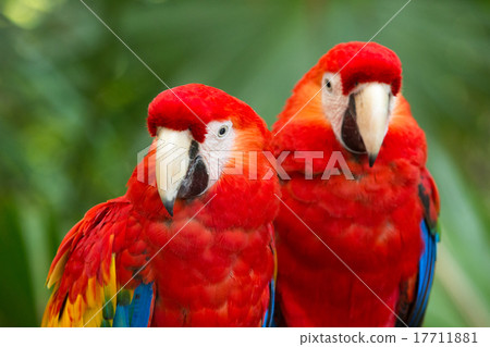 parrot bird parrot bird 17711881