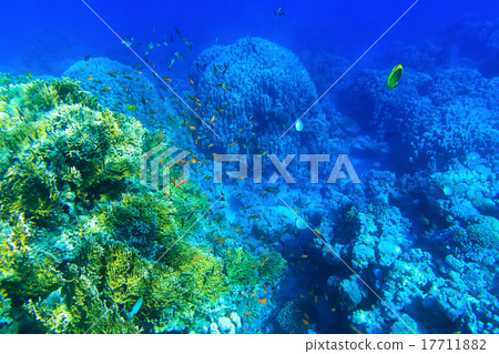 Underwater Underwater 17711882