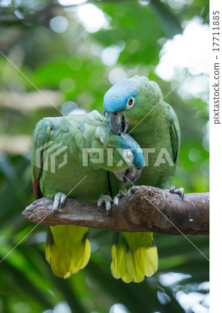 parrot bird parrot bird 17711885