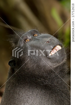 portrait of Celebes crested macaque portrait of Celebes crested macaque 17712618