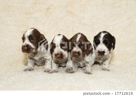 English Cocker Spaniel puppy English Cocker Spaniel puppy 17712619
