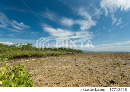 mangrove tree North Sulawesi, Indonesia mangrove tree North Sulawesi, Indonesia 17712628