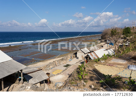 Plantations of seaweed on beach in Bali 17712630