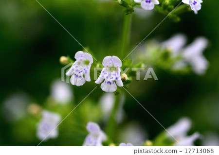 Kalaminsa Kalaminsa 17713068