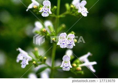 Kalaminsa Kalaminsa 17713070