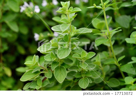 Karaminsa Karaminsa 17713072