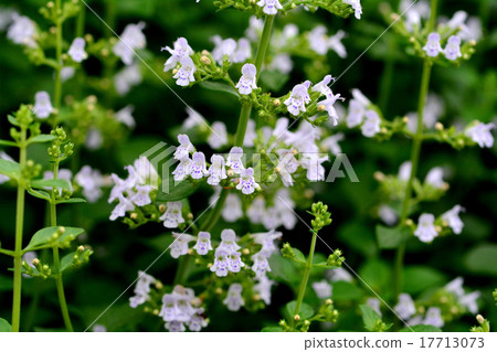 Kalaminsa Kalaminsa 17713073