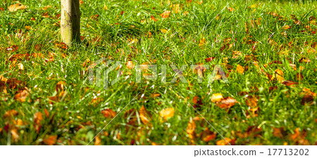 Orange autumn leaves on green grass Orange autumn leaves on green grass 17713202