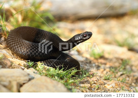Black viper Black viper 17713332